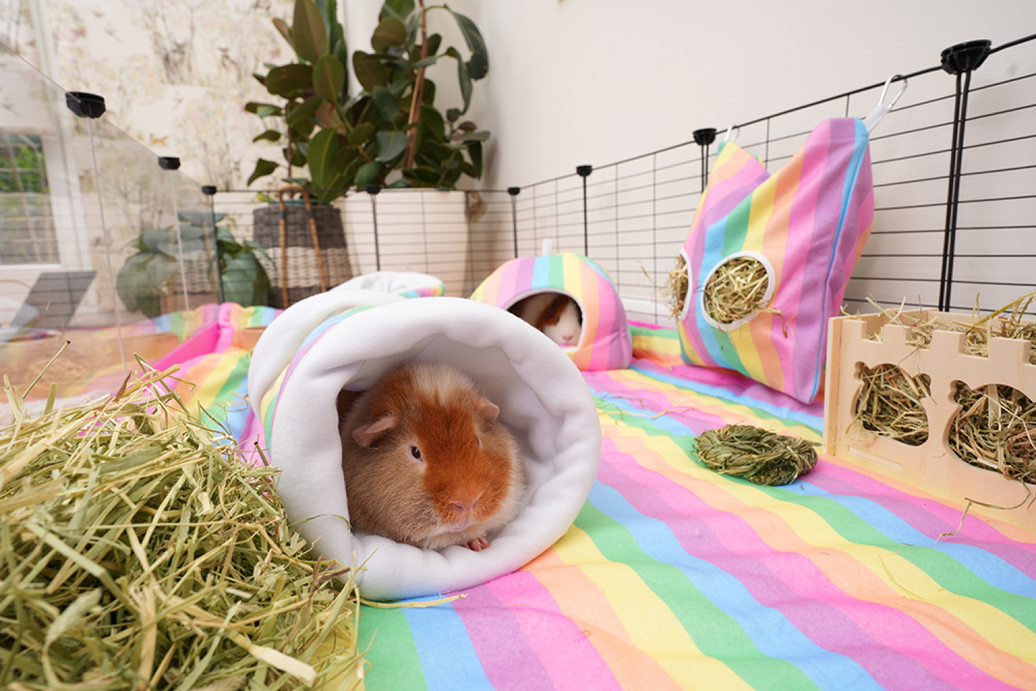 Diy fleece bedding for fashion guinea pigs